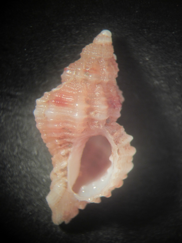 ocinebrina cf paddeui